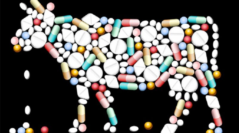 Animais tomam antibióticos em excesso