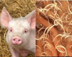 vermes-nematodos-porcos